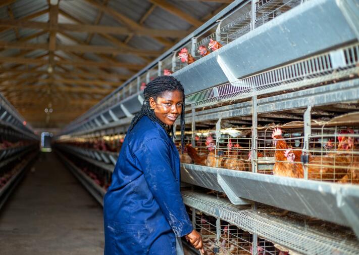 A type and H type of layer battery cage consists of stacked tiers of cages