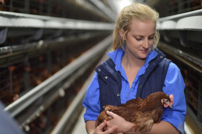 Automatic ladder type of local made type of  Layer chicken cages are cage that is specially designed laying hen