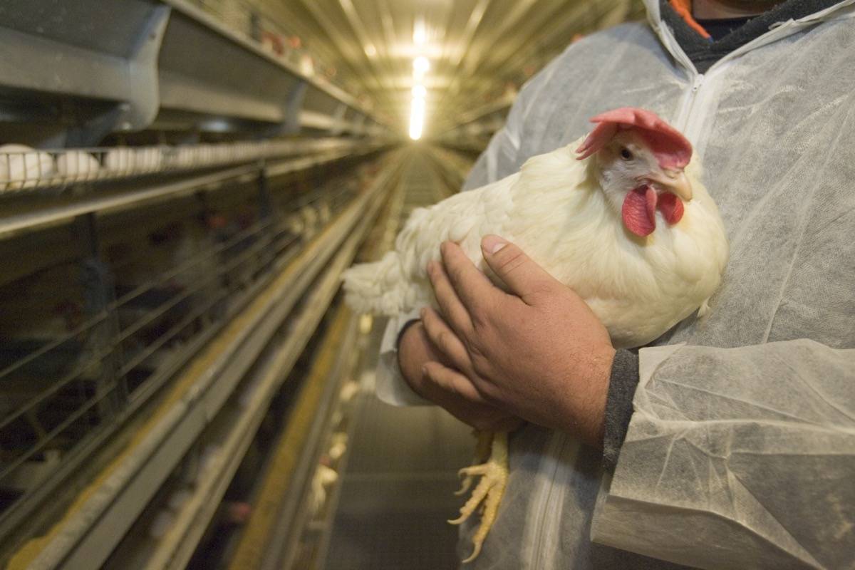 Battery cages facilitate easy waste removal and egg collection made from high quality materials such as galvanized steel