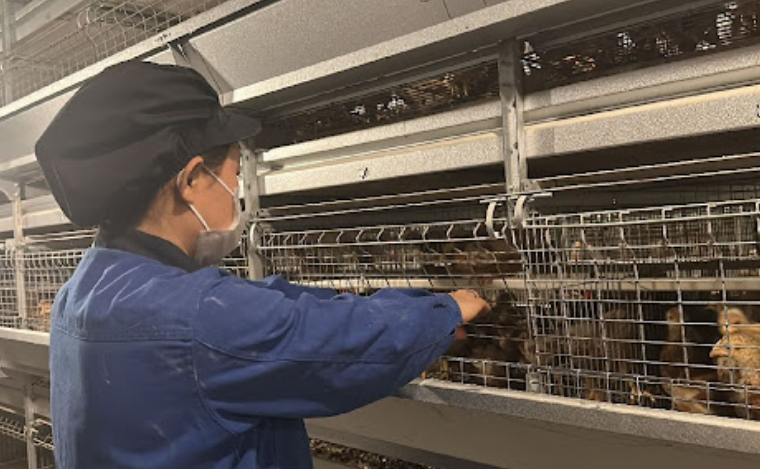 Local supplier of h type layer chicken cage of cage is designed with multiple rows and maximizing capacity