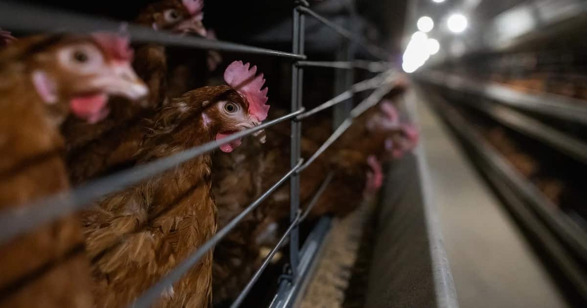 Local made type of a 3 rows 4 tiers battery cage system refers to a specific type of housing system for poultry