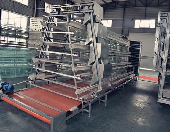 How a frame cage with manure removal belt system to collect and remove the manure working