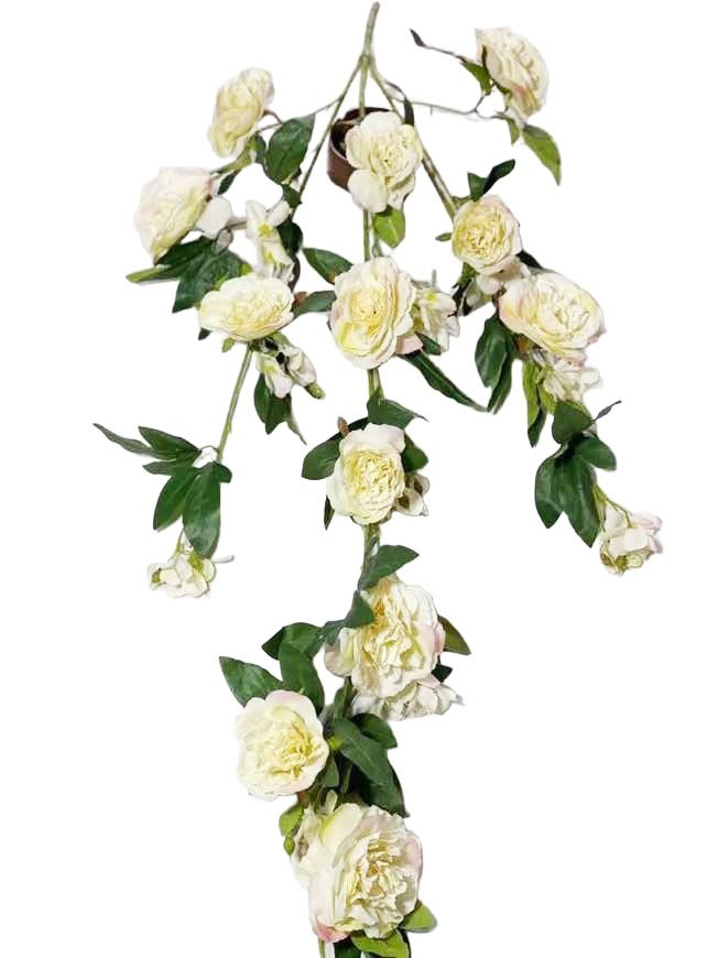 Hanging Plant 13