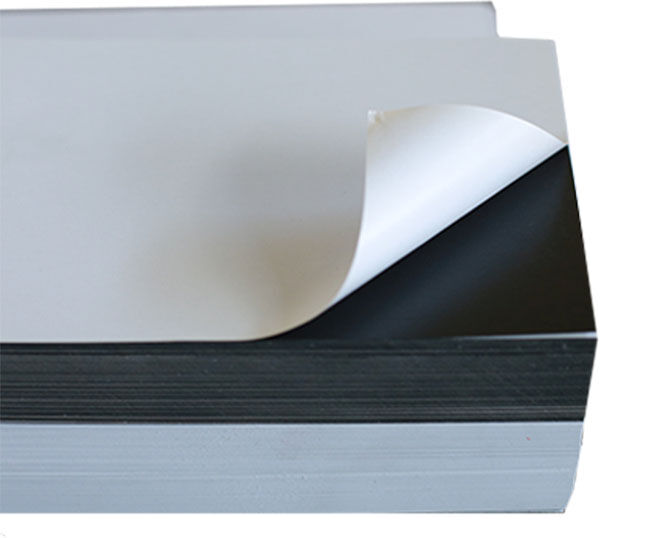 Spine