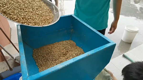 A beer brewing day in Tonsen‘s 400L microbrewery