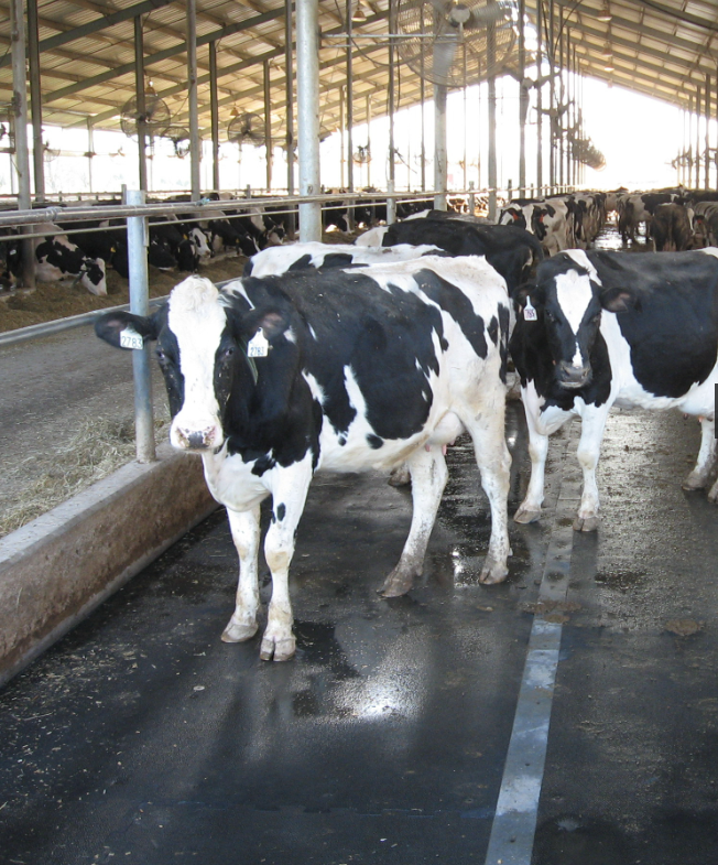 High-Performance Cattle and Sheep Mat High-Performance Cattle and Sheep Mat