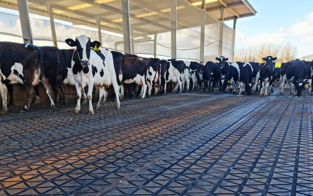 Comfort and Productivity: The Benefits of Rubber Mats for Cattle and Sheep