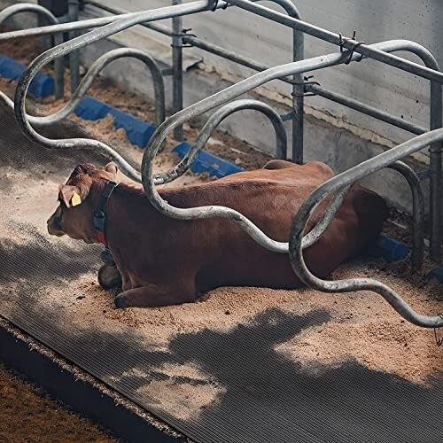 A Powerful Tool for Enhancing Livestock Efficiency and Animal Welfare: The Application and Advantages of Cattle and Sheep Rubber Mats