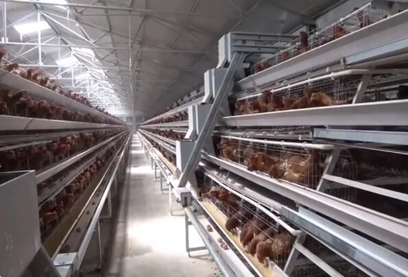 10 importance of automatic a type layer chicken cage enhances productivity and improves egg quality