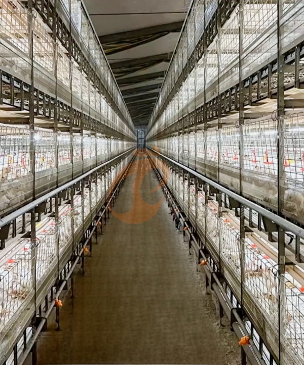 broiler chicken cage design (6)