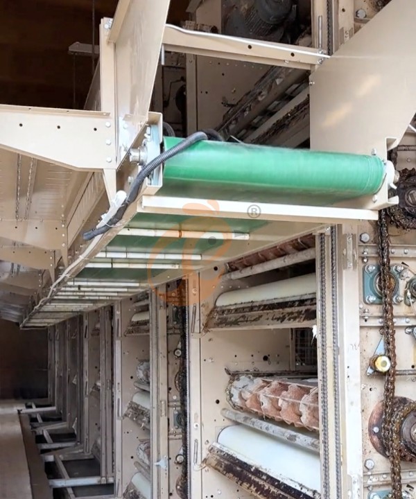broiler chicken cage design (9)