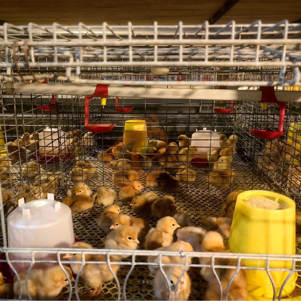 Broiler chicken cage (5)