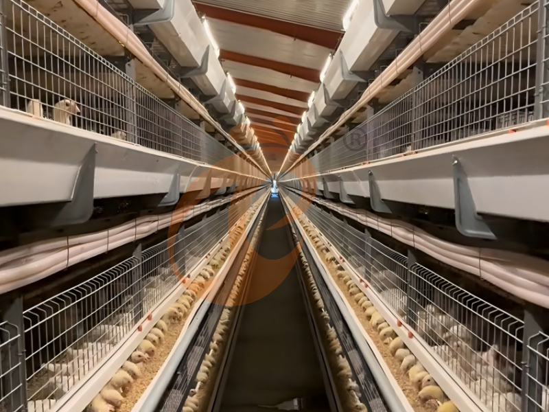Semi Automatic H Type Day Old Chicken Cage Design Semi Automatic H Type Day Old Chicken Cage Design