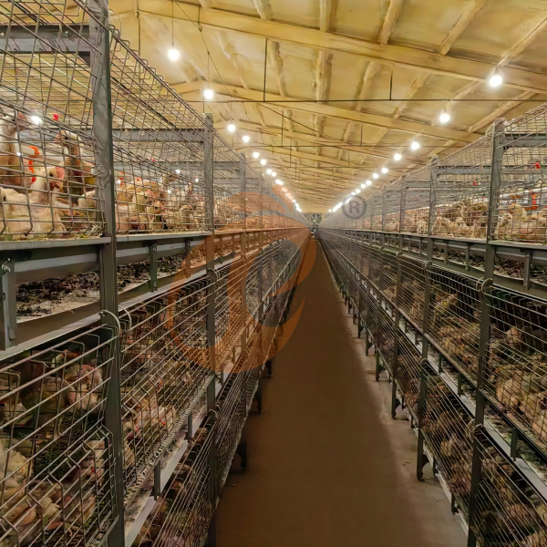 Day Old Chicken Cage (9)