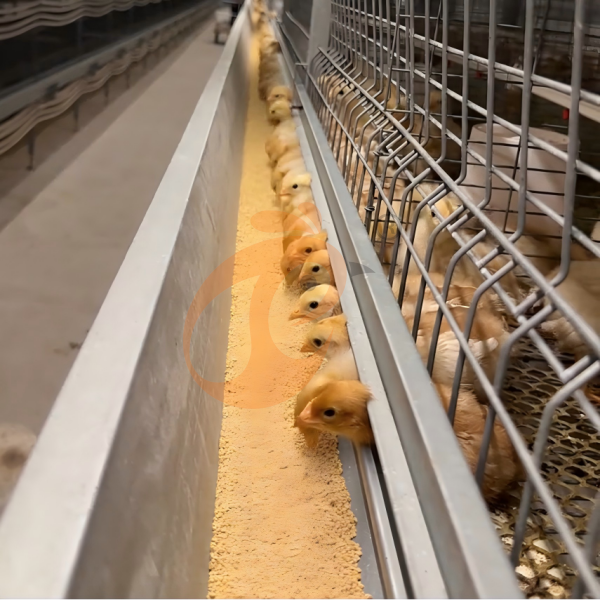 Why Nigerian Farmers Prefer Our Poultry Cage Equipment