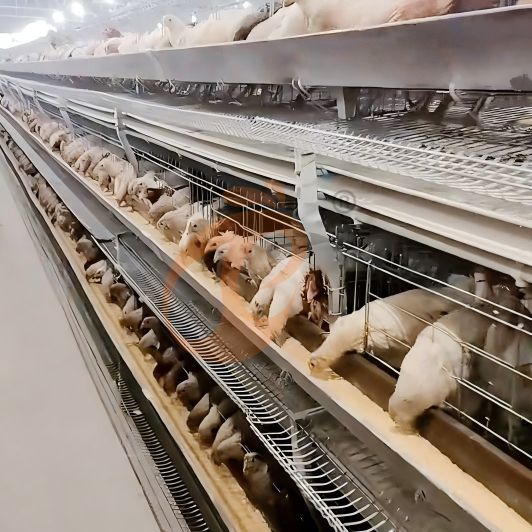 layer chicken cage 6 (2) layer chicken cage 6 (2)