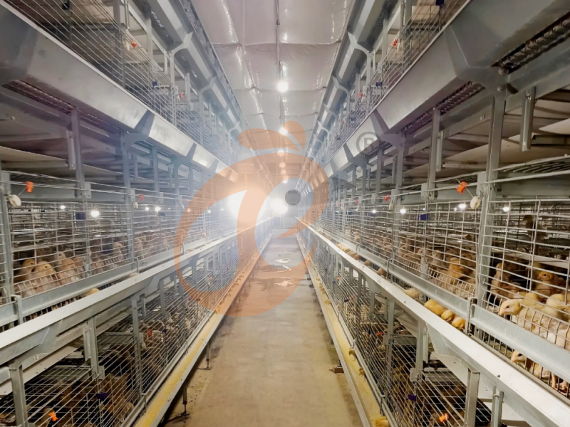 Fully Automatic H Type Day Old Chicken Cage Design Fully Automatic H Type Day Old Chicken Cage Design