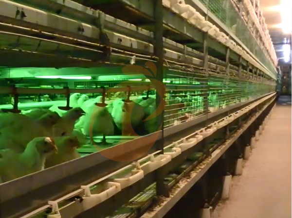 broiler chicken cage (5) broiler chicken cage (5)