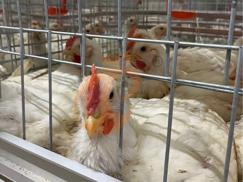 Semi Automatic H Type Broiler Chicken Cage Design Semi Automatic H Type Broiler Chicken Cage Design