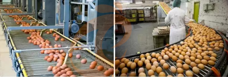 poultry farm equipment (3) poultry farm equipment (3)