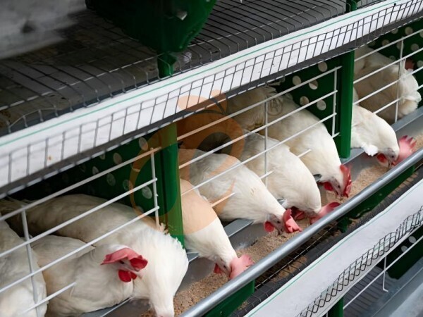 chicken battery cage poultry farm (22)