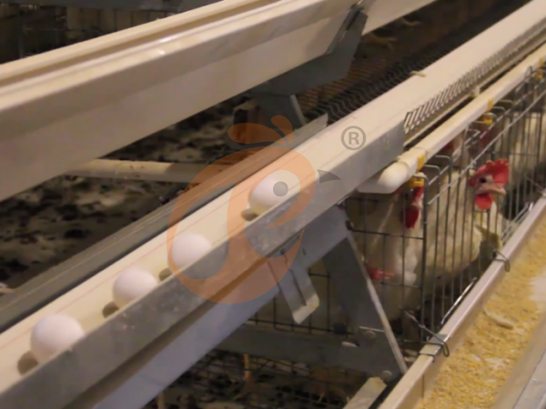 chicken battery cage poultry farm  (14)