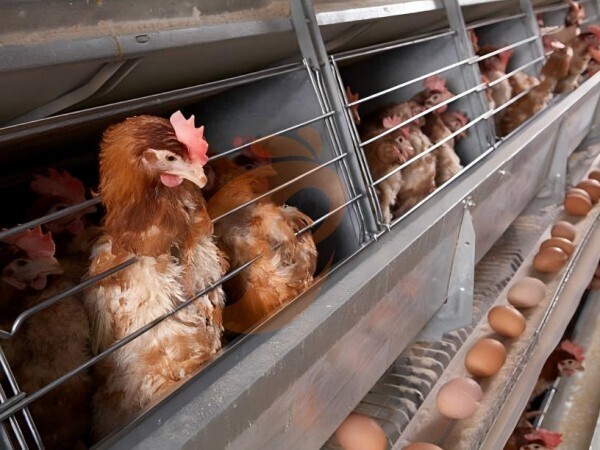 chicken battery cage poultry farming (57) chicken battery cage poultry farming (57)