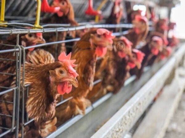 chicken battery cage poultry farming (86) chicken battery cage poultry farming (86)