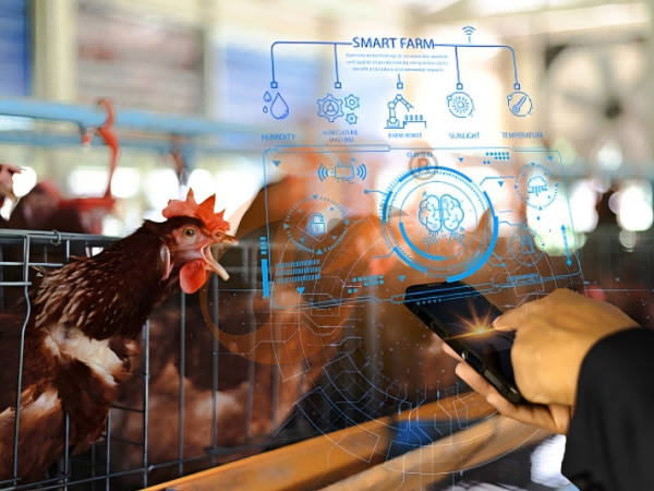 poultry farm 5 (7)