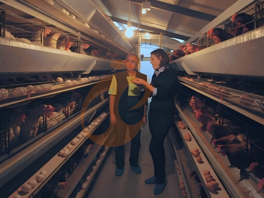 battery cage poultry farming (71)