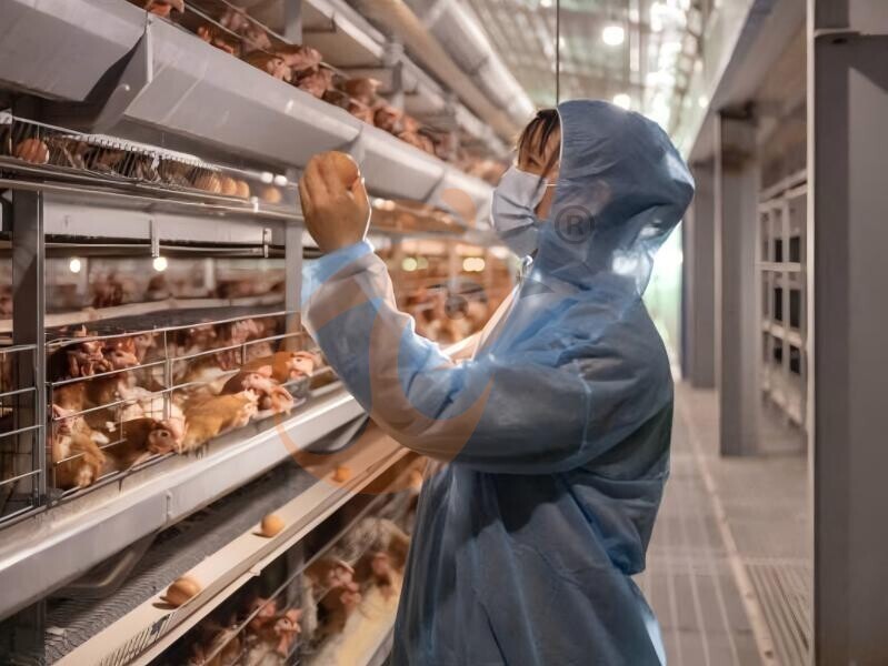 battery cage poultry farming 0 (19) battery cage poultry farming 0 (19)