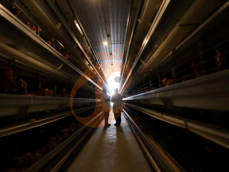 battery cage poultry farming 0 (29)
