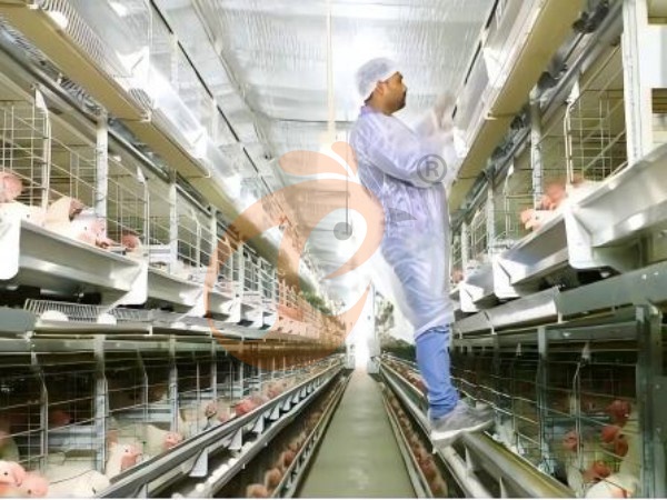 H A chicken battery cage for layers in poultry farm (17)
