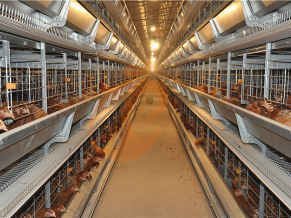 H A chicken battery cage for layers in poultry farm (20)