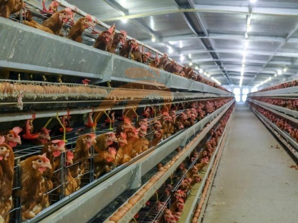 A H layer chicken battery cage price in poultry farm (32)