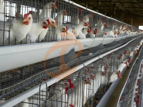 A H layer chicken battery cage price in poultry farm (47)