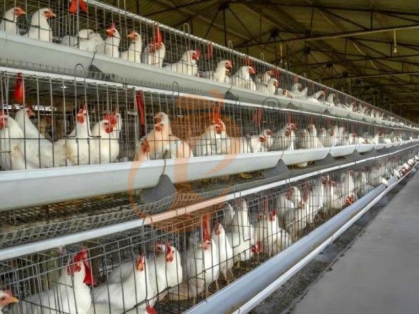 A H layer chicken battery cage price in poultry farm (50)