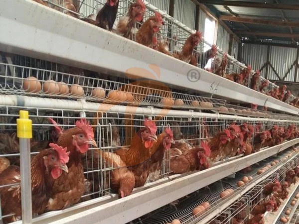 A H layer chicken battery cage price in poultry farm (7)