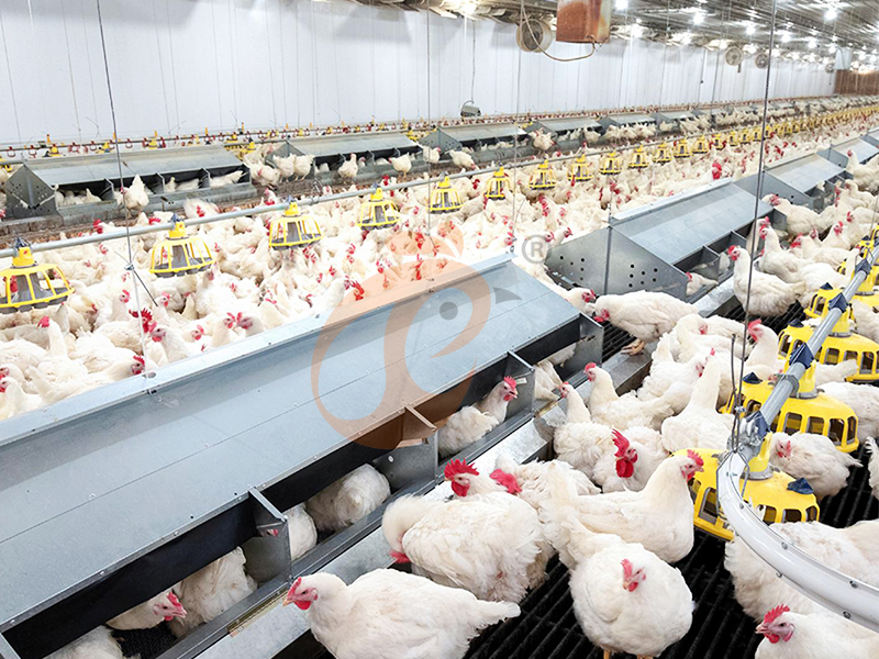 Floor Rearing Poultry System2 (1)