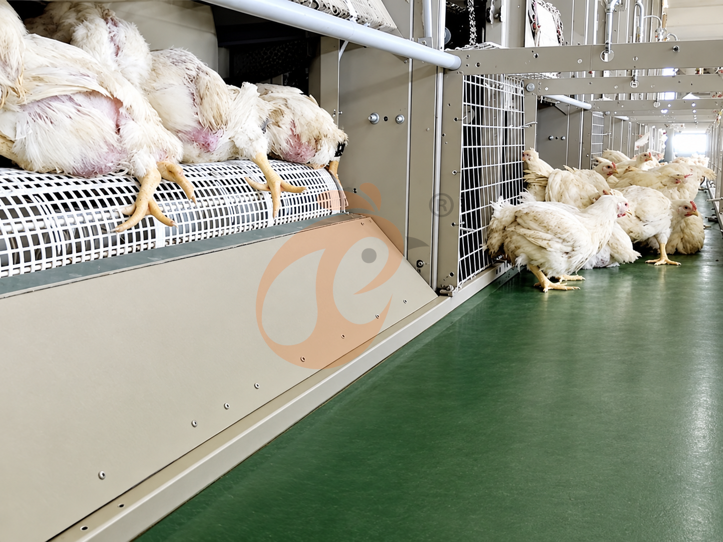 Broiler Cage5 (2)