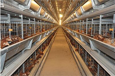 Our company finished chicks and layers project of 20,000 chicks and 20,000 layers with chicken cage system