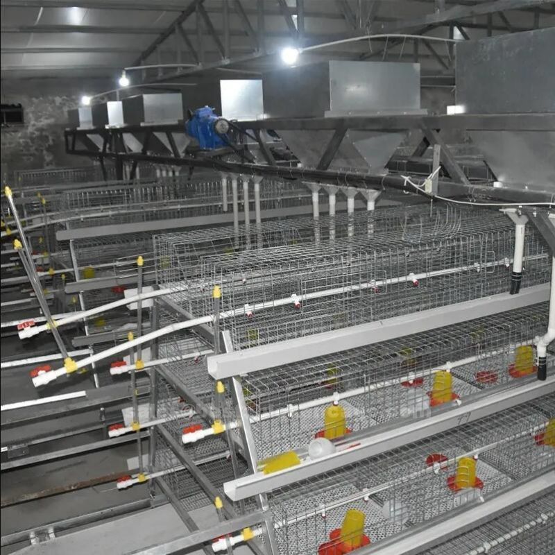 小鸡笼1.jpg Detailed introduction of pullet chicken cage in poultry farm
