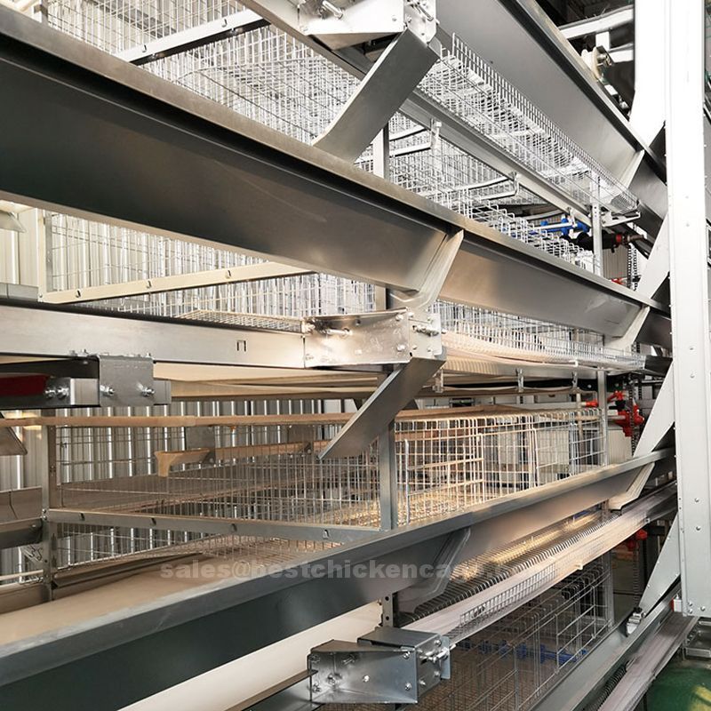 鸡笼或蛋鸡笼H (67).jpg Battery cage system versus free range in poultry farm