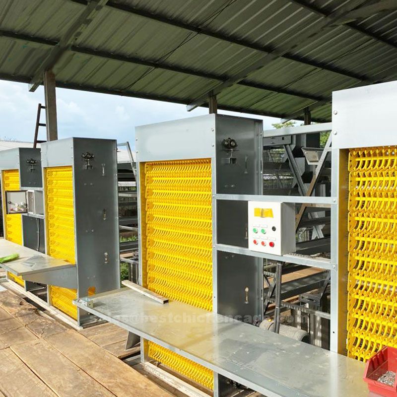 Cognizance points about battery cage in poultry farming
