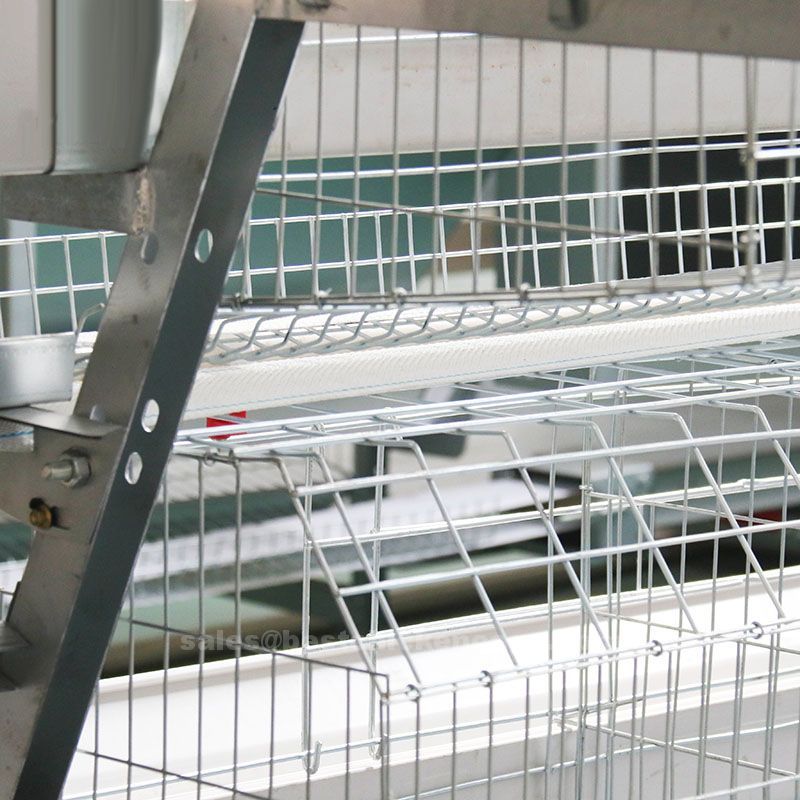 Reasons why poultry farmers prefer automatic egg collecting system for layers