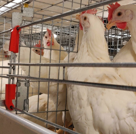 Do you know these on broiler battery cage system is a specialized housing arrangement designed to rear broiler chickens