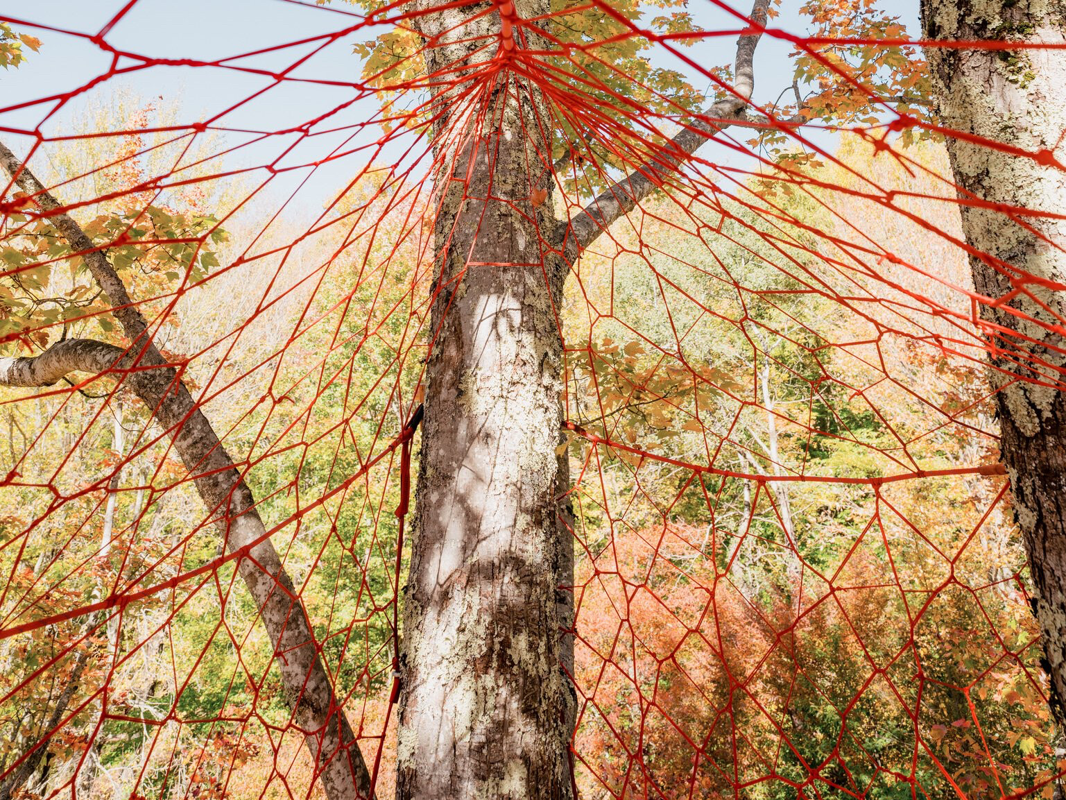 Net Play