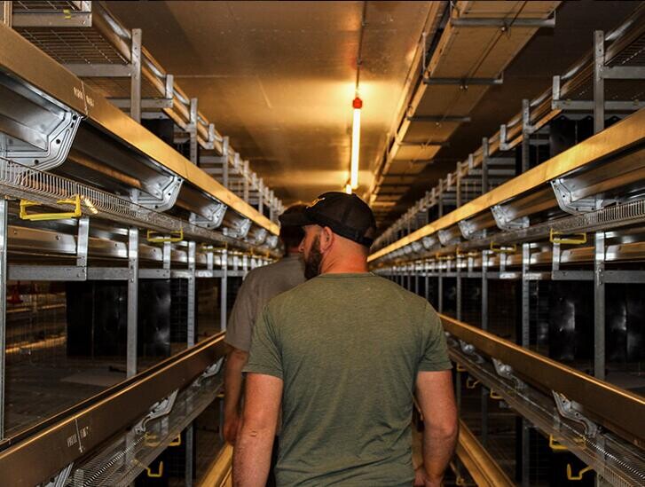 Battery cage rearing system in poultry farming  and importance optimizes bird health and reduces mortality rates