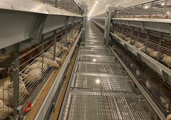 What are the advantages of battery cages for broilers controlled environment minimizes disease risk