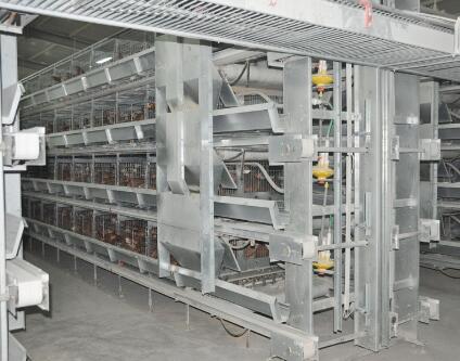 Benefits of poultry farming offer a lucrative business opportunity for farmers and entrepreneurs